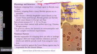 Structure and morphology of Borrelia [upl. by Ralston]