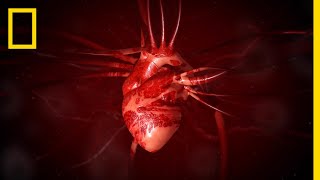 The Circulatory System Part 1 The Heart [upl. by Nudnarb]