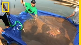 Giant Freshwater Stingray  National Geographic [upl. by Onurb]