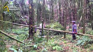 Guadua Bamboo Harvest and Treatment Process [upl. by Yelac]