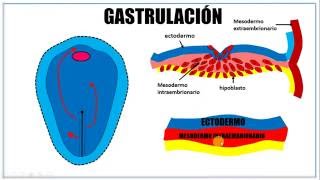 Tercera semana de desarrollo embrionario [upl. by Nnylrefinnej543]