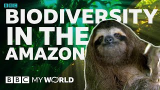 Why does biodiversity matter  BBC My World [upl. by Radmilla728]