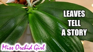 How to know whats wrong with a Phalaenopsis Orchid from its leaves [upl. by Aicinod923]