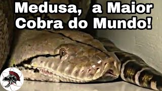 Medusa a Maior Cobra do Mundo  Biólogo Henrique o Biólogo das Cobras [upl. by Amarette]