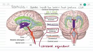 Ventricles of the Brain and CSF [upl. by Sikes]