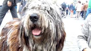 Bergamasker Hirtenhund  Cane da pastore Bergamasco [upl. by Asyle]