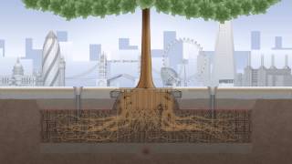 ROOT Growth Animation Video [upl. by Allenotna223]