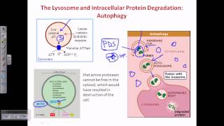 Autophagy [upl. by Salvadore]