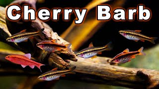 Cherry Barb care and Breeding Bring a Little Red to Your Community Tank [upl. by Mame298]