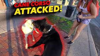 Cane Corso Attack [upl. by Gnah124]