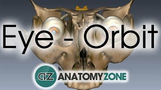 Orbit  Eye Anatomy [upl. by Claiborn706]