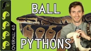 Ball Python The Best Pet Reptile [upl. by Tsenre]