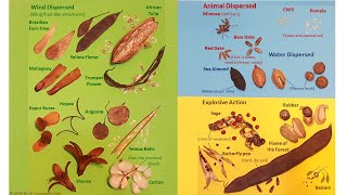 Methods of Seed Dispersal [upl. by Howlond]