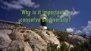 Why is it important to conserve Biodiversity [upl. by Teteak]