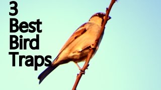 Best Bird Traps  How to Make Bird Traps  3 Best Bird Traps ✔ [upl. by Kcirdez778]