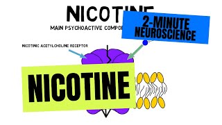 2Minute Neuroscience Nicotine [upl. by Beatty264]