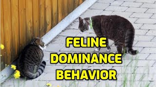 How Do Cats Dominate Each Other [upl. by Nayk]