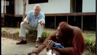 Attenborough Amazing DIY Orangutans  BBC Earth [upl. by Merkle]