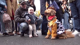 Halloween Dog Costume Parade at Tompkins Square Park  NYC [upl. by Winer]