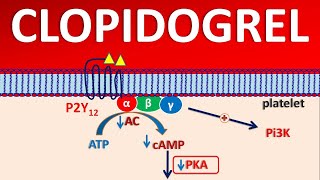 Clopidogrel PLAVIX  Mechanism side effects precautions amp uses [upl. by Nauqat]