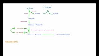 Galactose Metabolism [upl. by Riannon29]