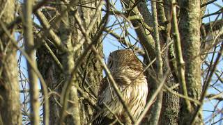 Barred Owls Caterwauling [upl. by Ogeid20]