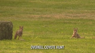 Coyote Cub Singing  BBC Studios [upl. by Donahoe167]