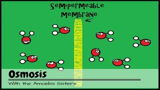 OLD VIDEO Osmosis [upl. by Adaven334]