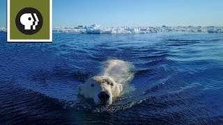 Polar Bear Sneak Attack [upl. by Airad]