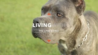 ALL ABOUT LIVING WITH CANE CORSO [upl. by Wooldridge]