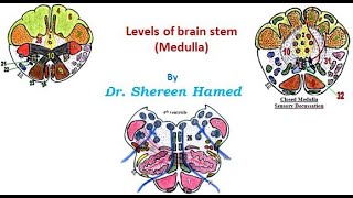 practical brain stem levels  Medulla [upl. by Giah]