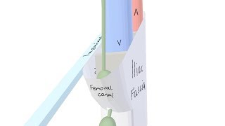 3D Tour of the Femoral Canal [upl. by Sonitnatsnok]