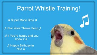 Bird Whistle Training Teach Your Bird  Parrot to Sing 8 Hour Loop [upl. by Lucia]