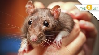 5 Fascinating Facts About Rats [upl. by Winthrop]