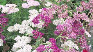 Gardening Tips  How to Grow Yarrow Achillea [upl. by Deuno729]