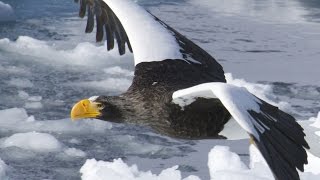 Stellers Sea Eagle [upl. by Hakeem398]