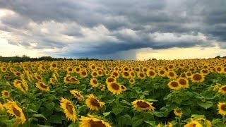 Sunflower Field TimeLapse [upl. by Maxma622]