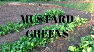 Planting Mustard Greens [upl. by Acirederf665]