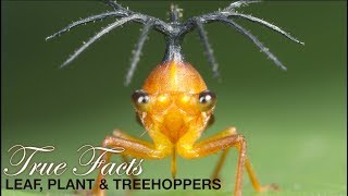 True Facts Leafhoppers and Friends [upl. by Gregg664]