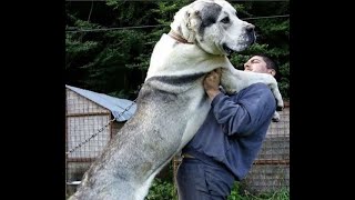 GREAT CENTRAL ASIAN SHEPHERDSThe biggest ferocious dogAlabaihuge dogGiant dogpowerful [upl. by Jeritah]