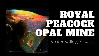 A Brief History of the Royal Peacock Opal Mine [upl. by Marjie]