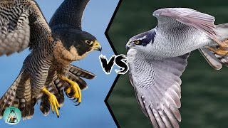 PEREGRINE FALCON VS GOSHAWK  Which is the strongest [upl. by Gora946]