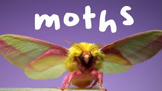 7 Spectacular Moths in Slow Motion [upl. by Den]