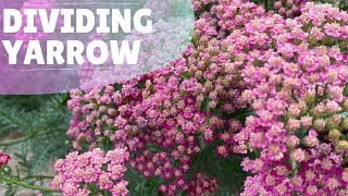 How To Make More Yarrow Plants [upl. by Willette]