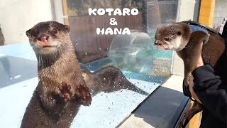 水族館のカワウソを初めて見たコタローの意外な反応 Otters Visit The Aquarium [upl. by Annaiek]