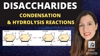 Alevel Biology DISACCHARIDES condensation reactions to create maltose sucrose and lactose [upl. by Ternan]