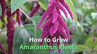 Amaranthus Growing Guide [upl. by Llertac]