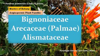 Bignoniaceae Arecaceae Palmae amp Alismataceae  Angiospermic Plant Families [upl. by Bohlin741]