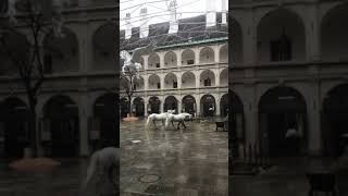 Lipizzaner Stables in Vienna [upl. by Tammie]