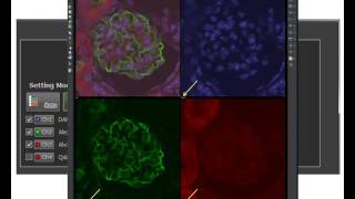 Basics in Nikon NISElements for confocal microscopy [upl. by Oterol]